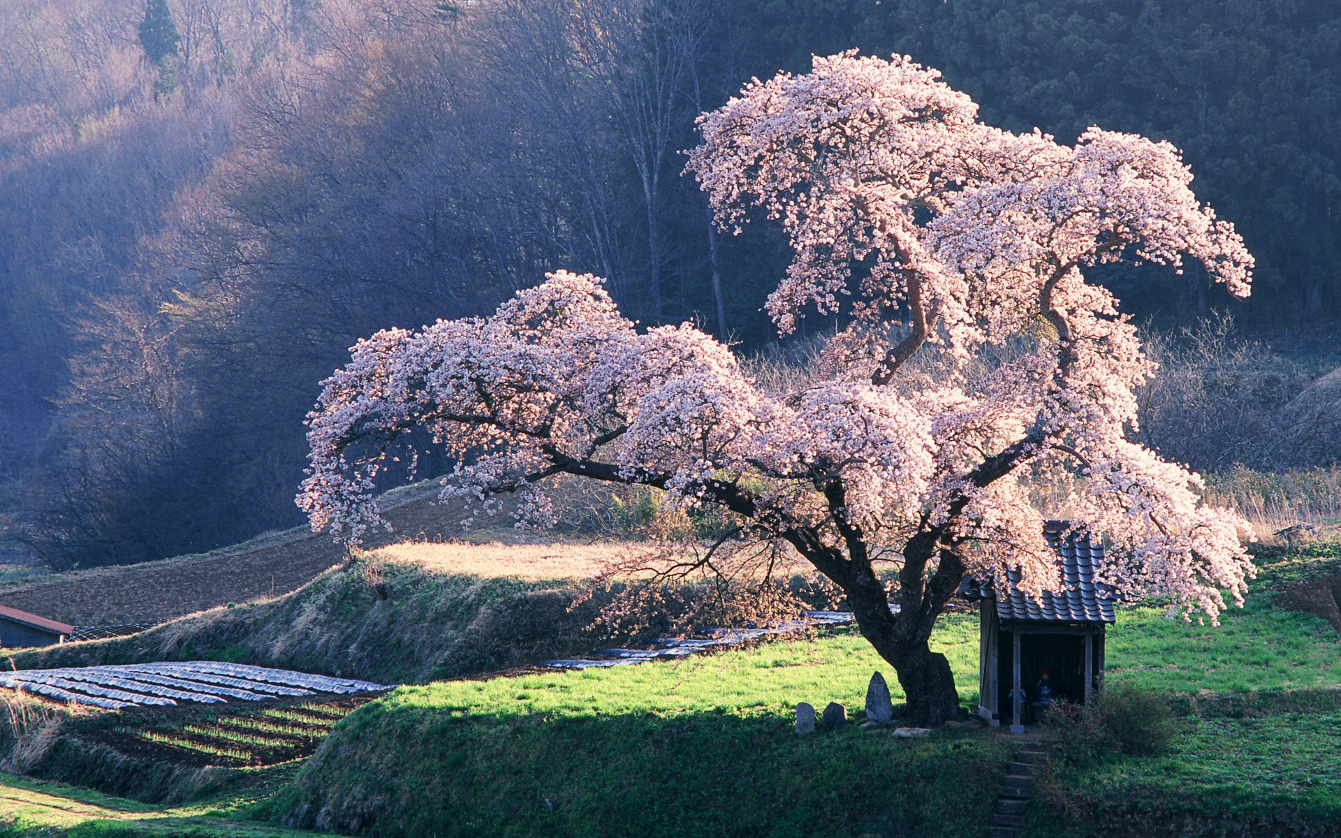 A gorgeous japonese with a hot bush 4